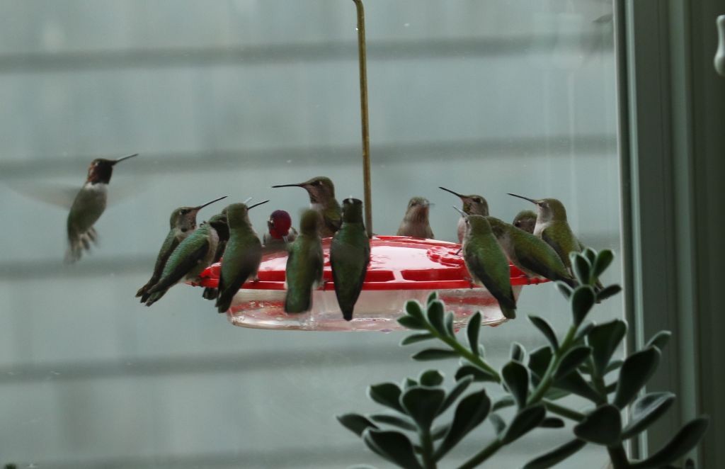 Anna's Hummingbird - ML282296751
