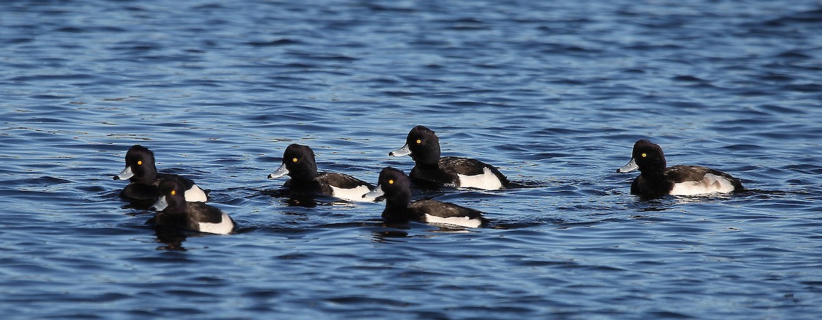 Tufted Duck - ML282297441