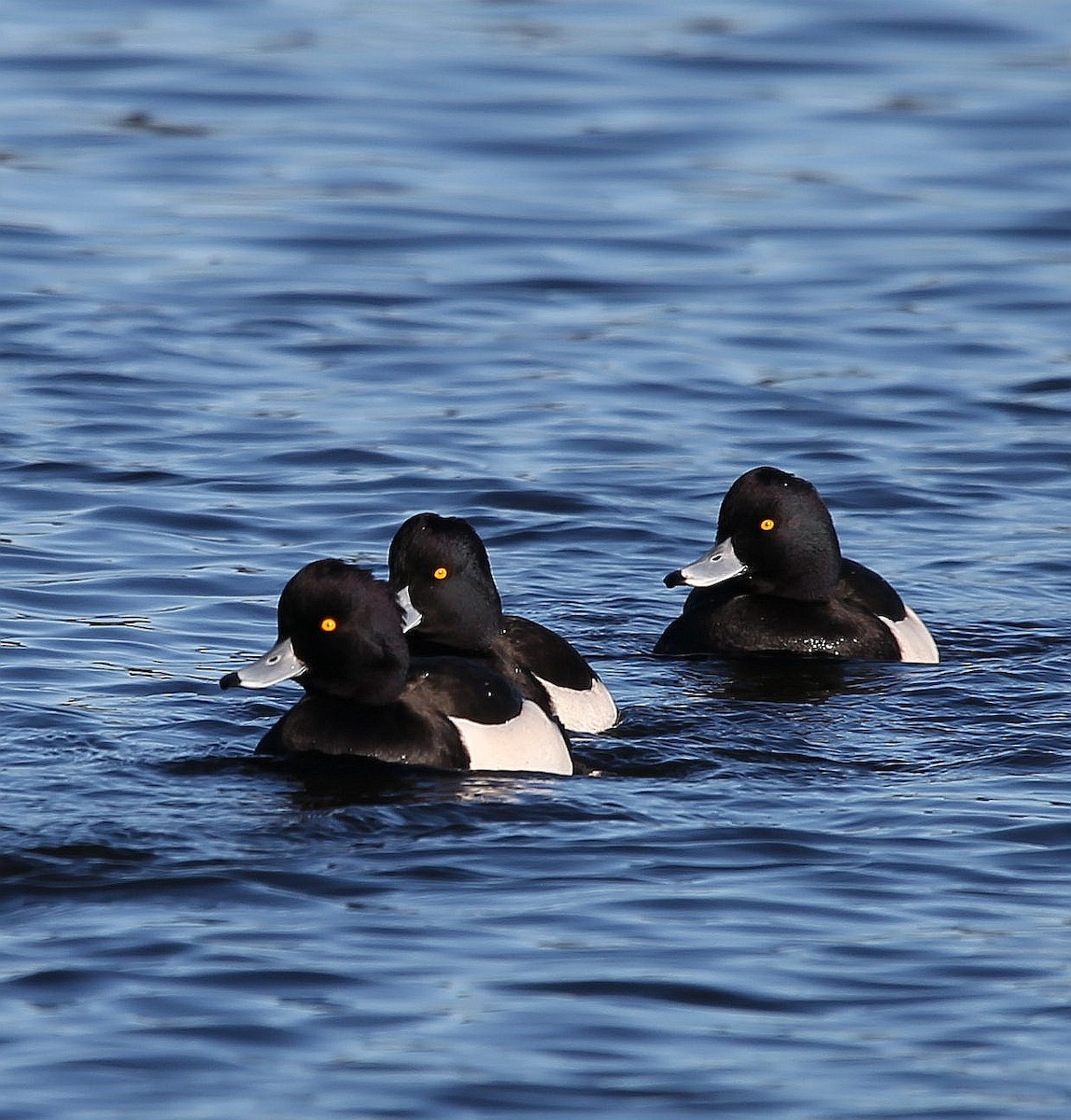 Tufted Duck - ML282297691