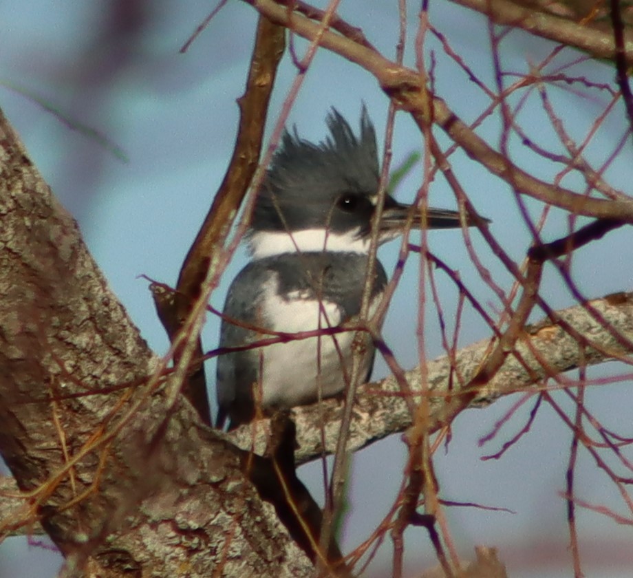 Belted Kingfisher - Gerald Fix