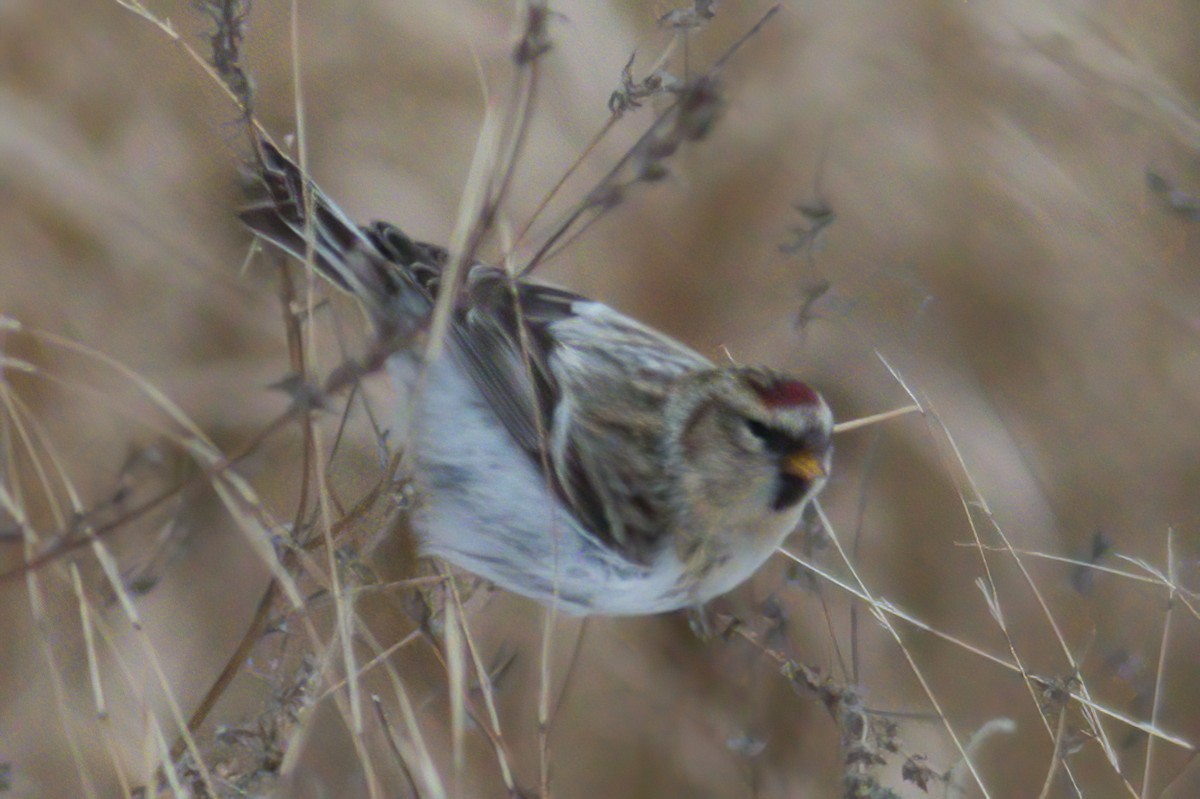 Hoary Redpoll - Kevin Ash