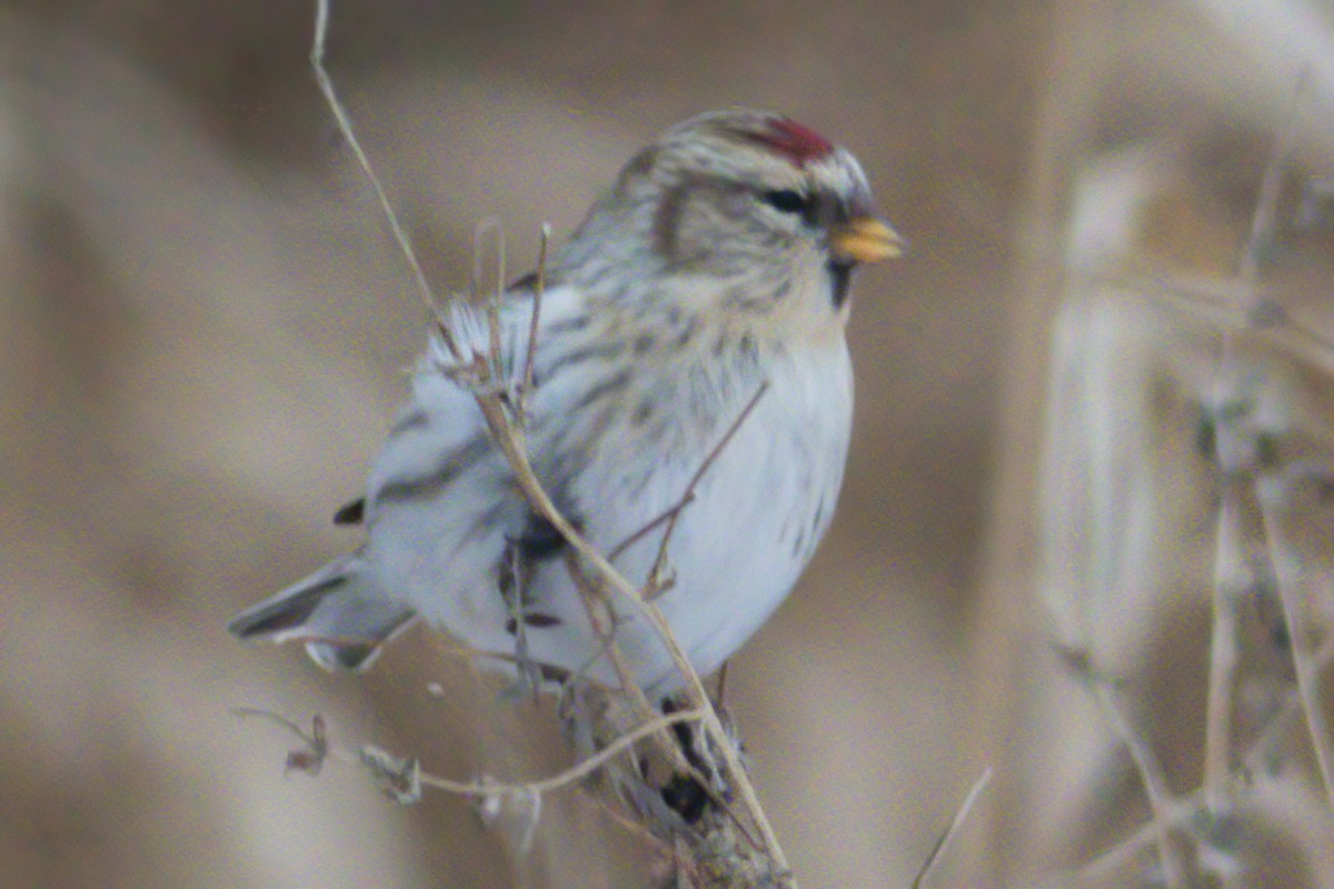 Hoary Redpoll - Kevin Ash