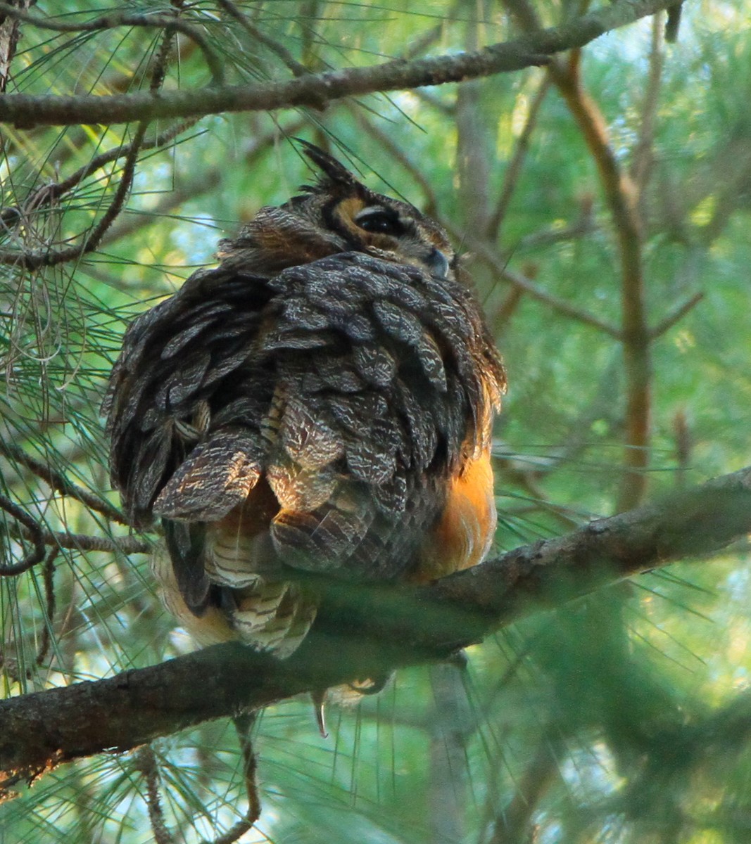 Great Horned Owl - ML28230301