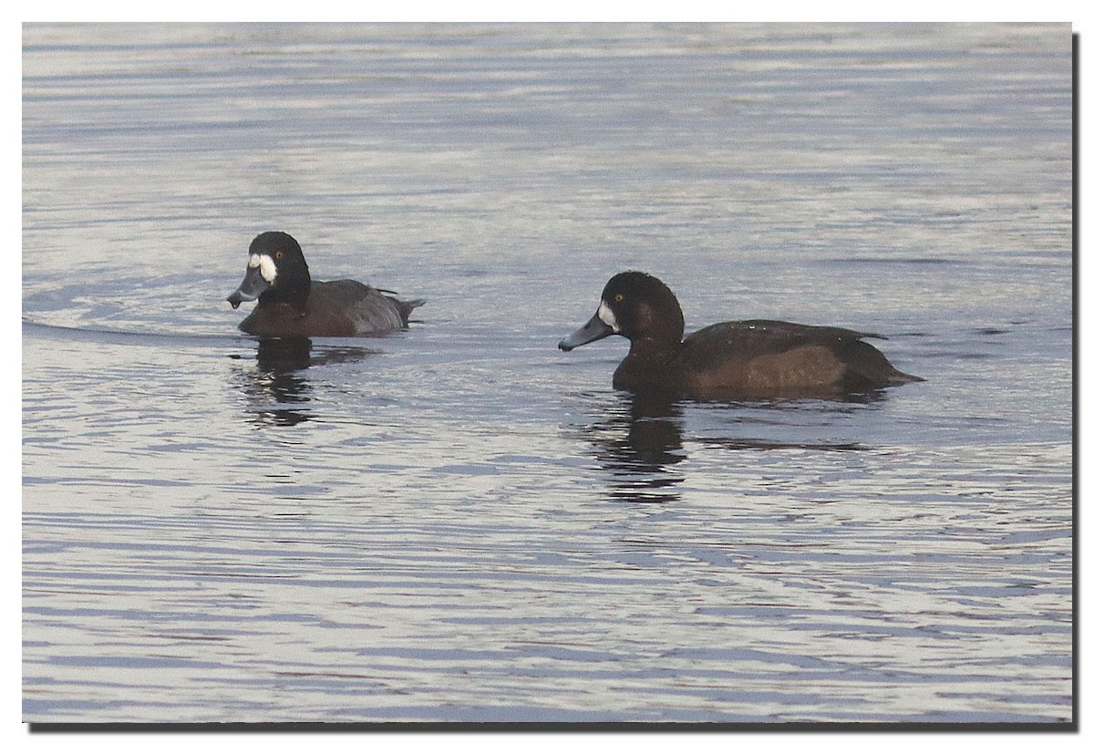 Greater Scaup - ML282303031