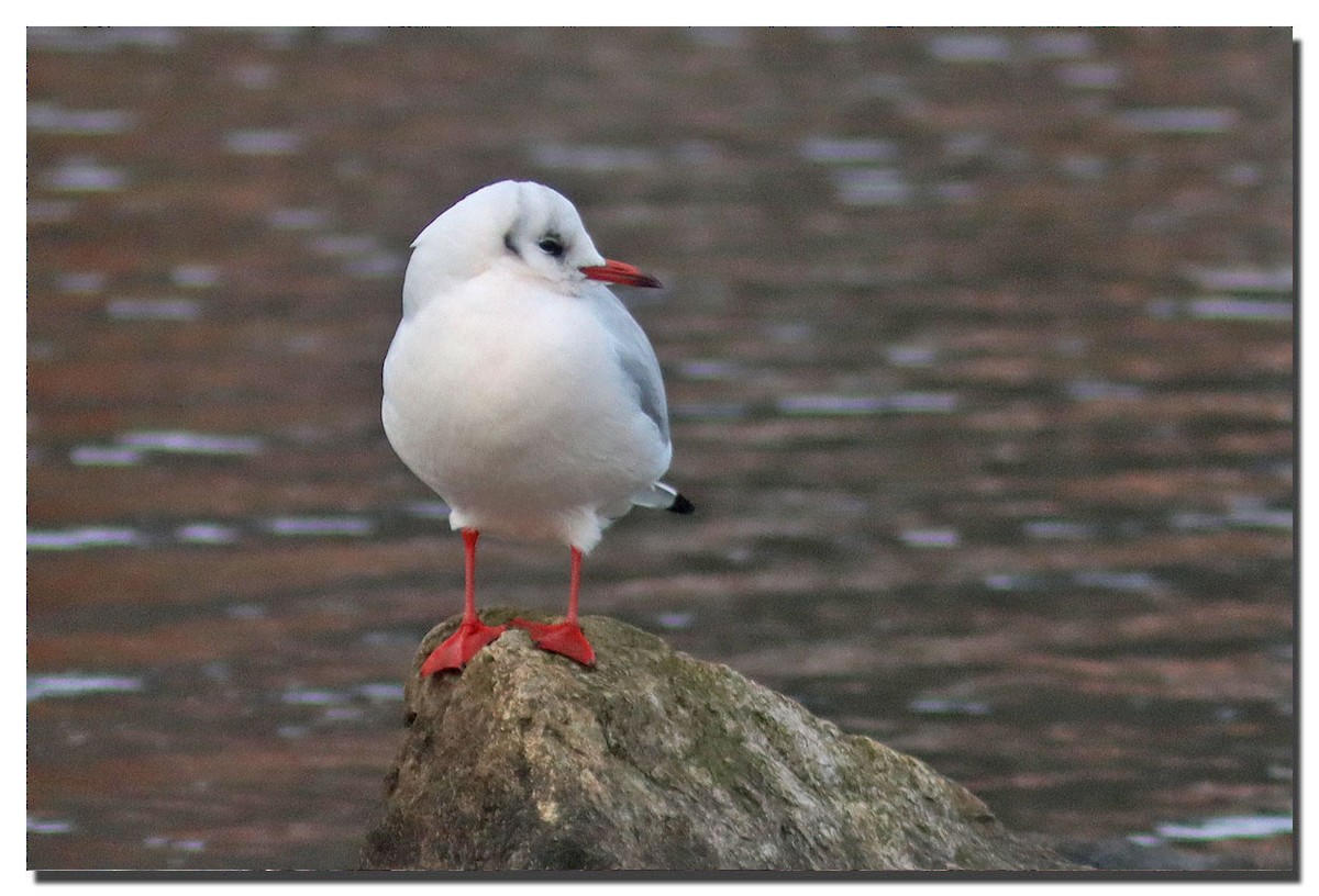 Mouette rieuse - ML282303141