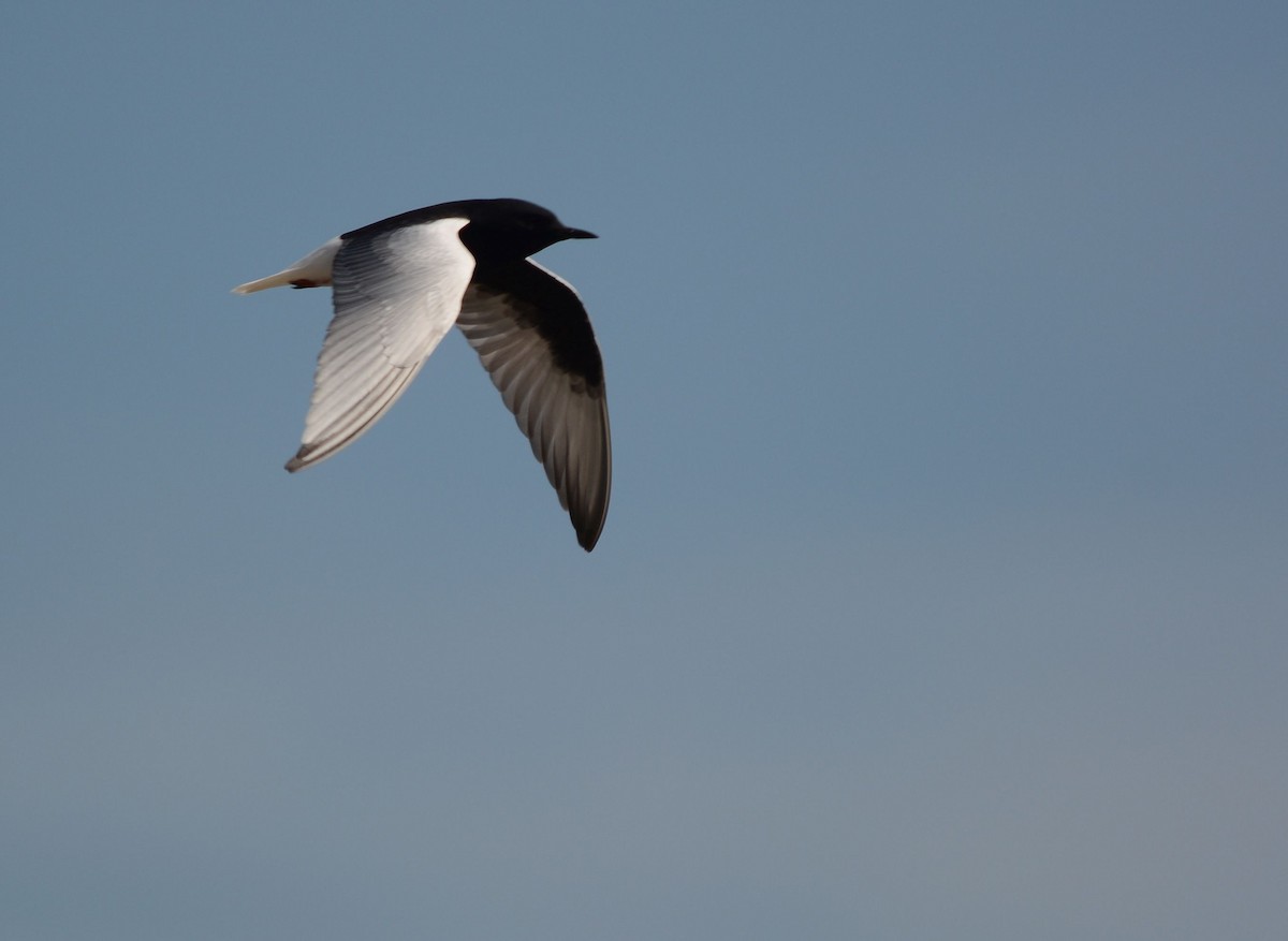 White-winged Tern - Serge Wolf