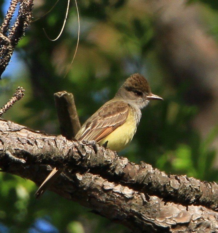 Great Crested Flycatcher - ML28230521
