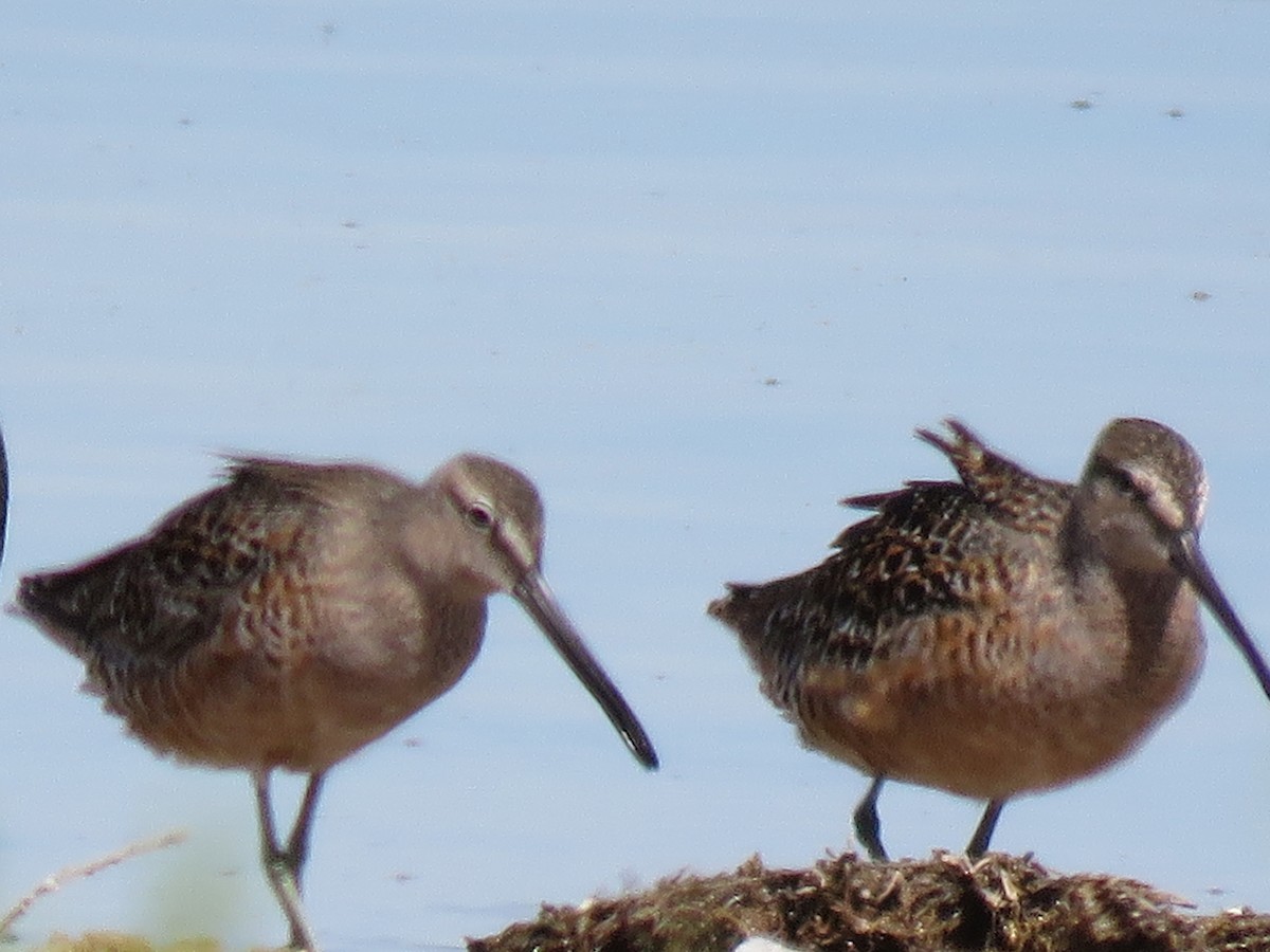 Long-billed Dowitcher - Rita Clements