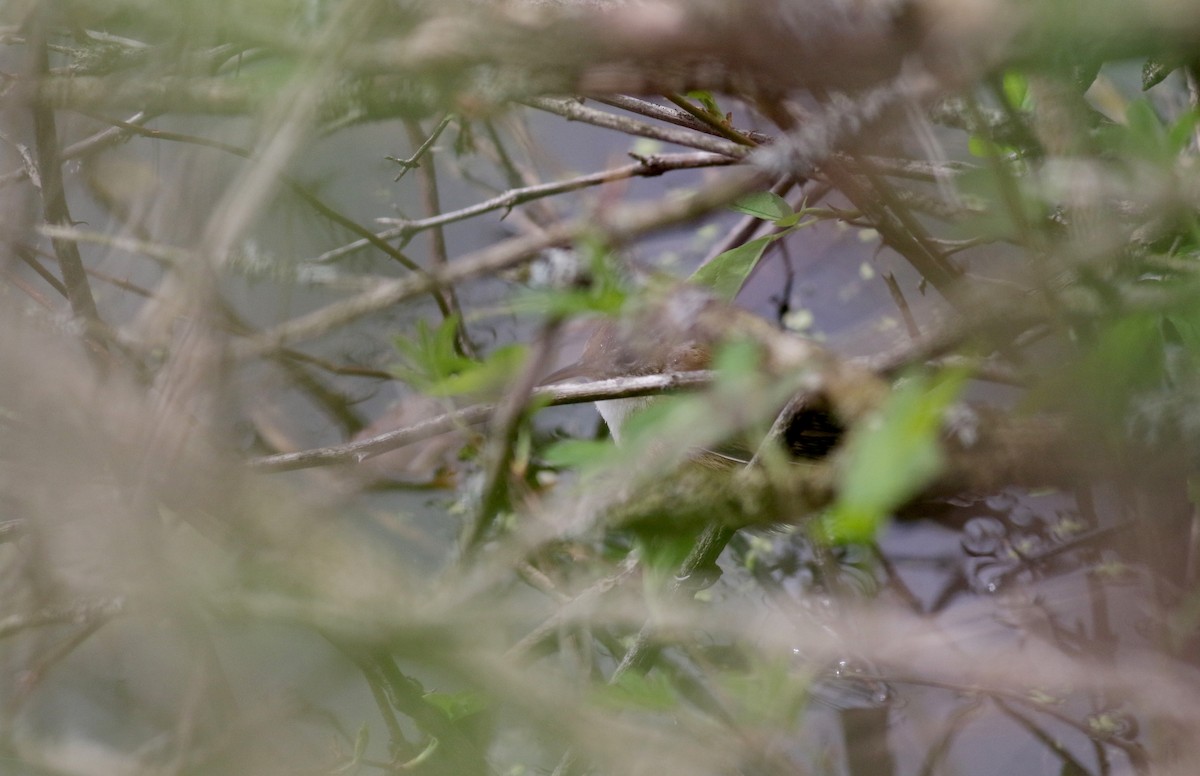 Marsh Wren (palustris Group) - ML28230601