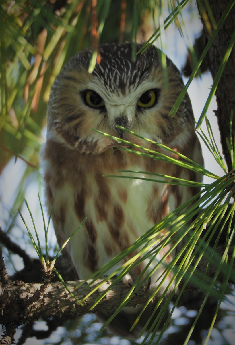 Northern Saw-whet Owl - Dick Cartwright