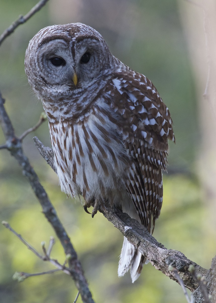 Barred Owl - ML28231531