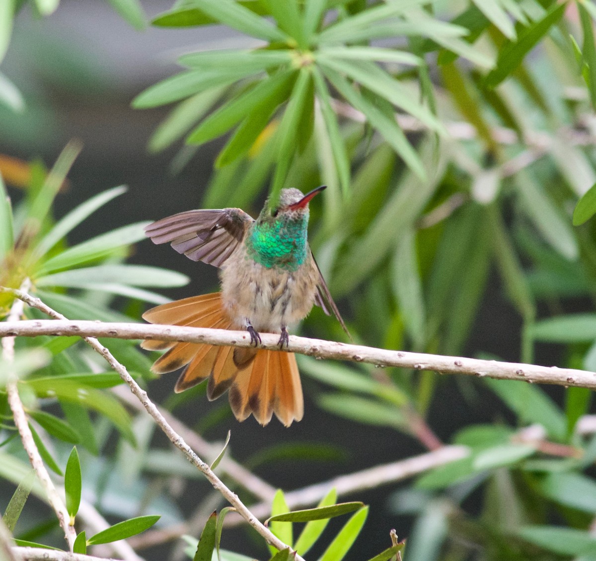 Buff-bellied Hummingbird - ML282317451
