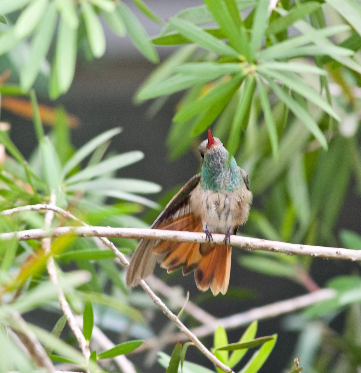 Buff-bellied Hummingbird - ML282317471