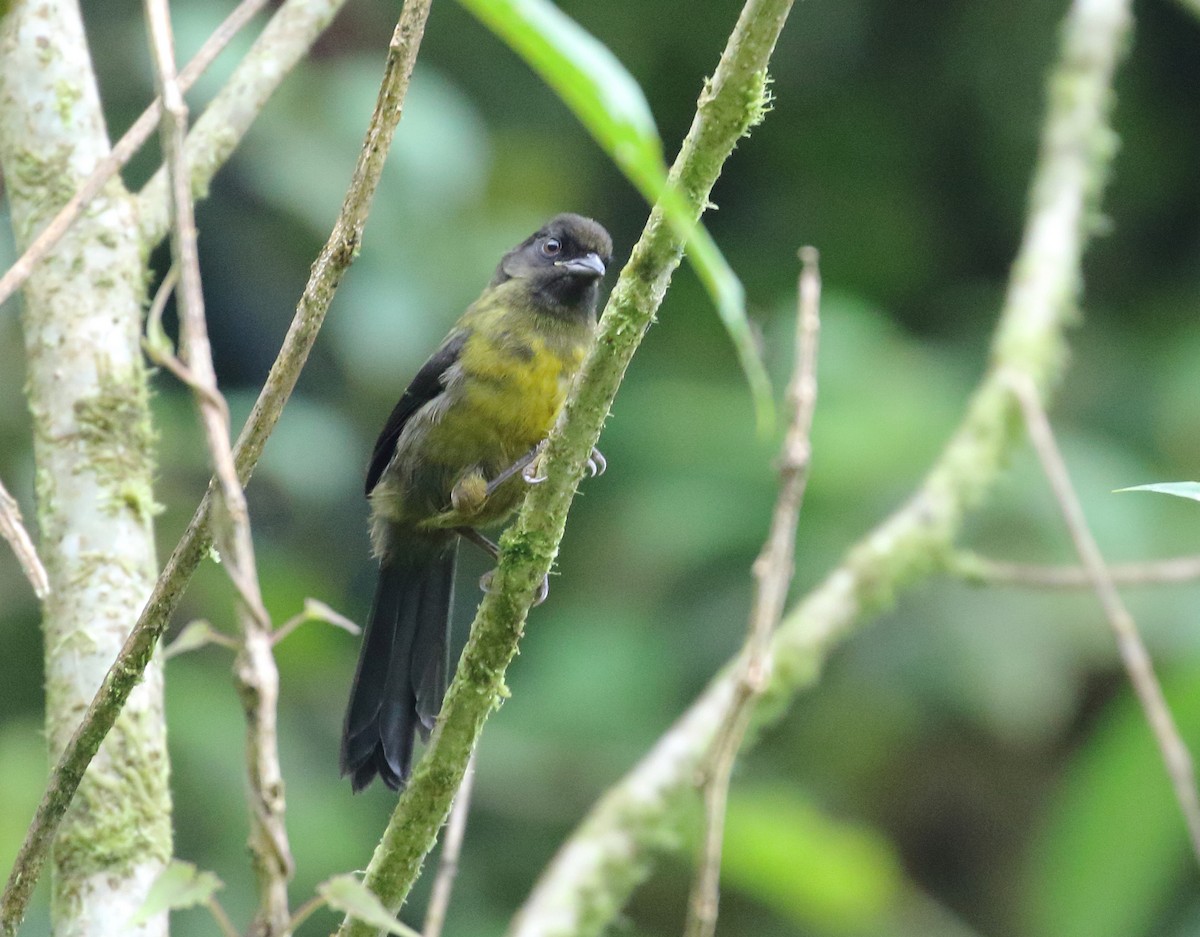 Yellow-green Brushfinch - William Price