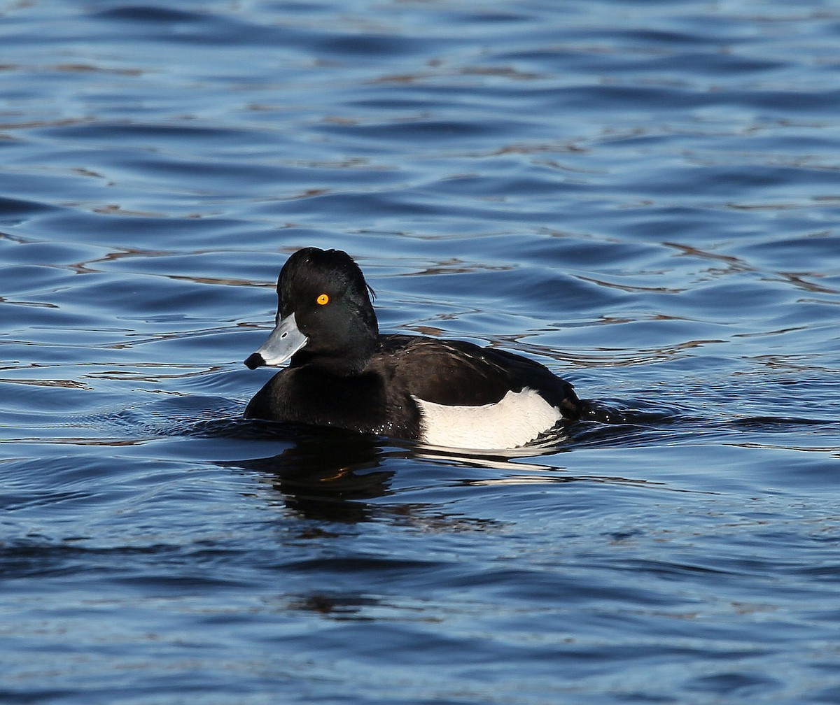 Tufted Duck - ML282323711