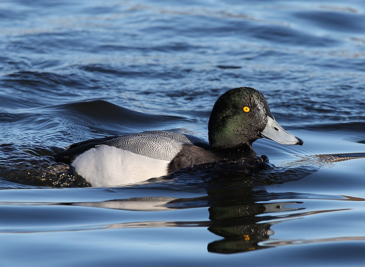 Greater Scaup - ML282324211
