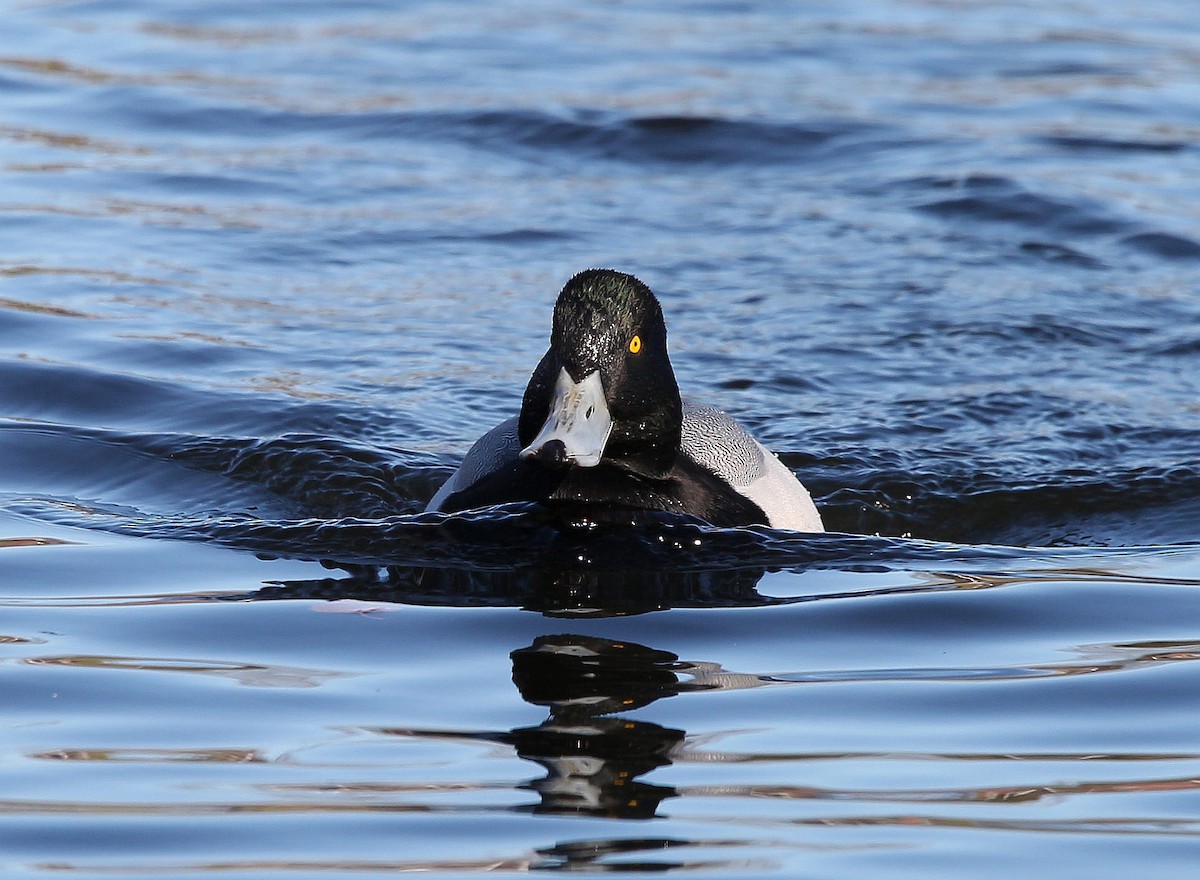 Greater Scaup - ML282324631