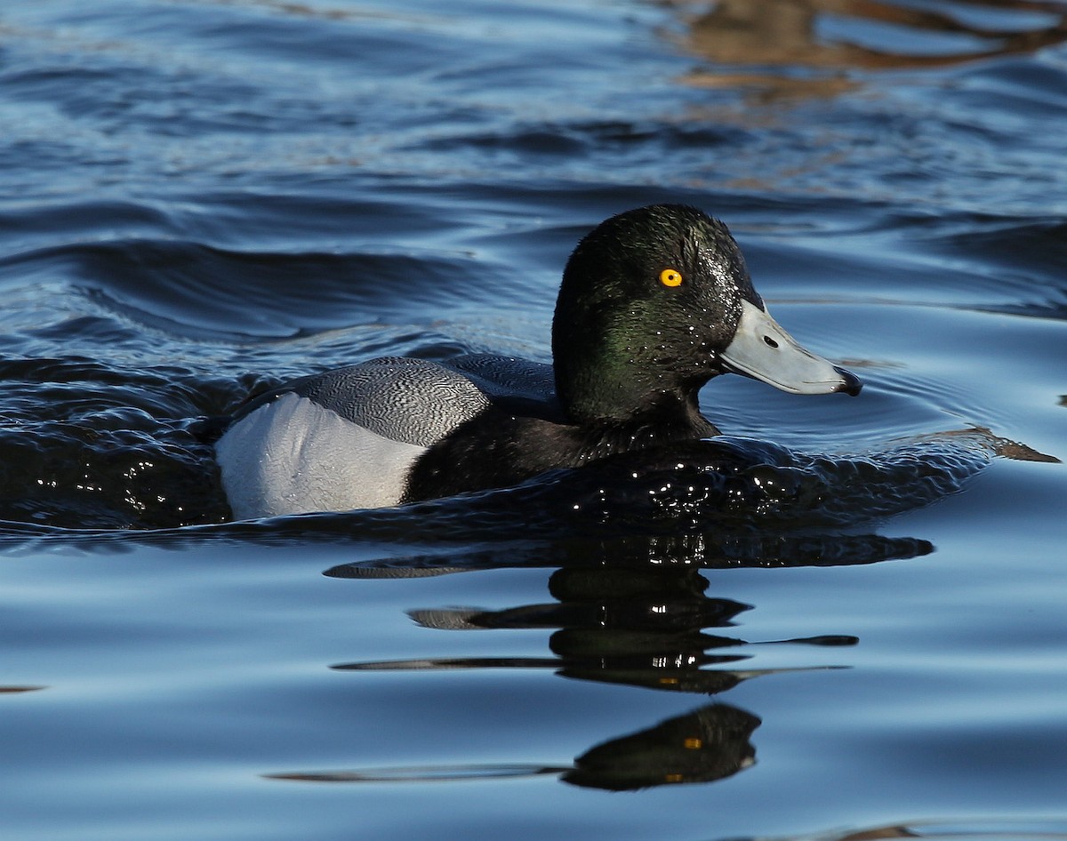 Greater Scaup - ML282324951