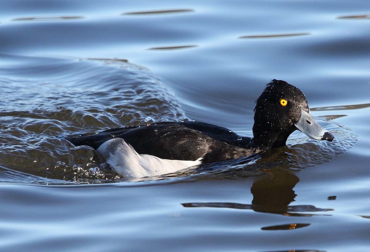 Tufted Duck - ML282325631