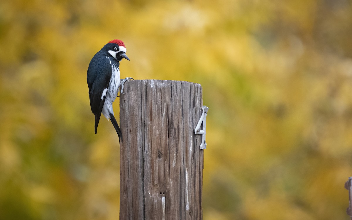 Acorn Woodpecker - ML282328071