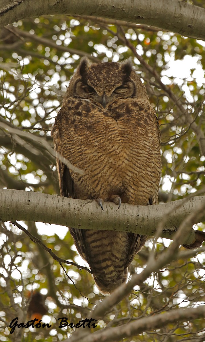 Lesser Horned Owl - ML28232901
