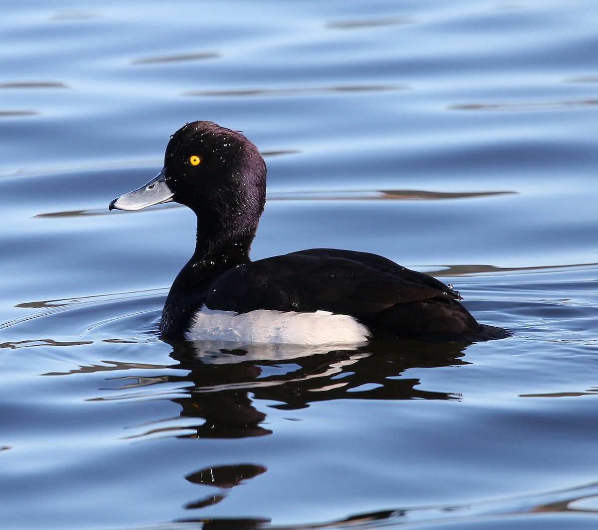 Tufted Duck - ML282329951