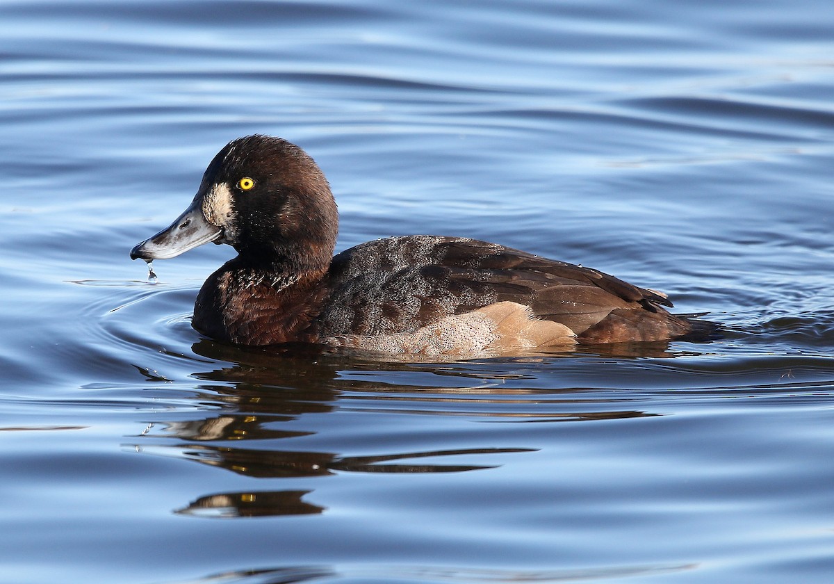 Greater Scaup - ML282331311
