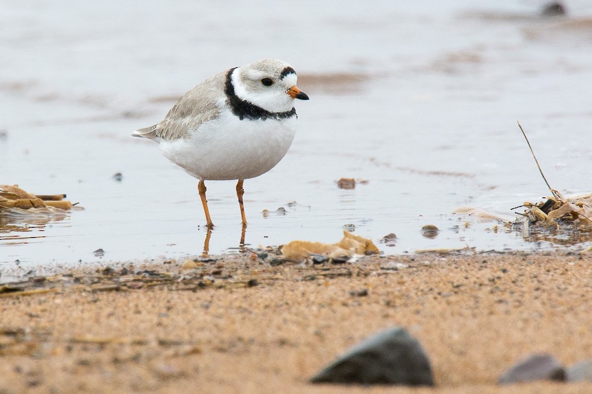 Piping Plover - Richard Stern