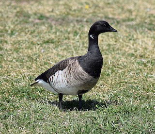Brant, ML28233451