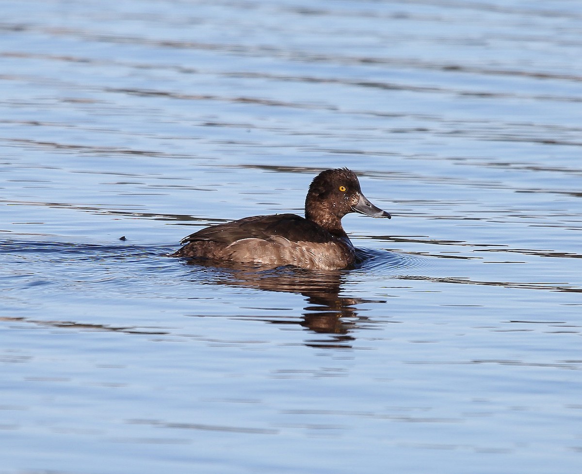 Tufted Duck - ML282337041