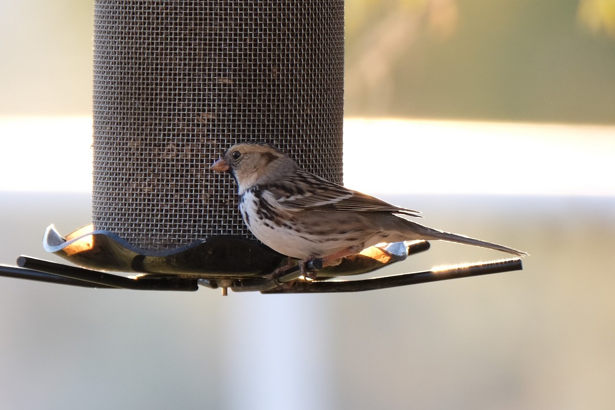 Harris's Sparrow - Kimber Godfrey