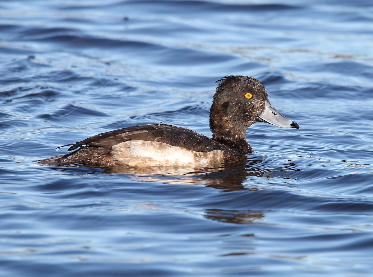 Tufted Duck - ML282338231