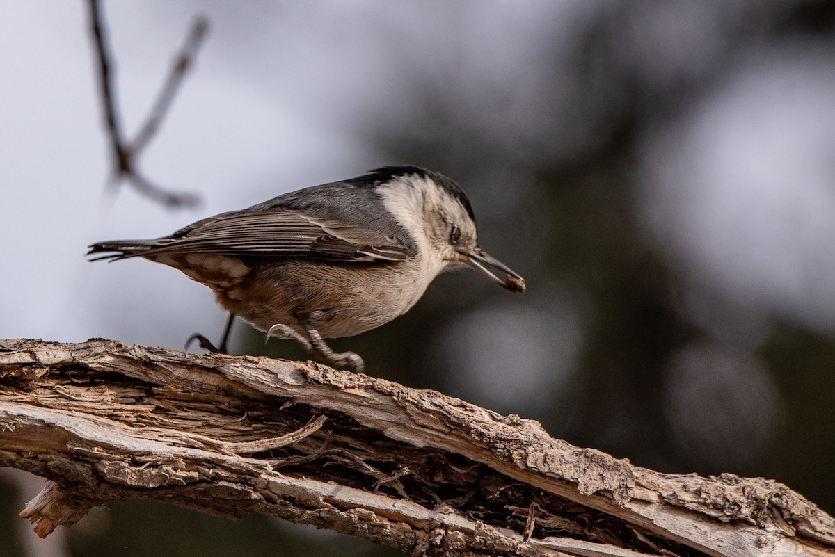White-breasted Nuthatch - Jeff Langford