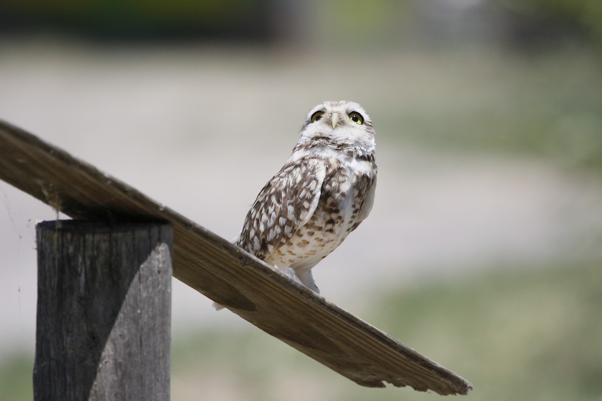 Burrowing Owl - ML282352841