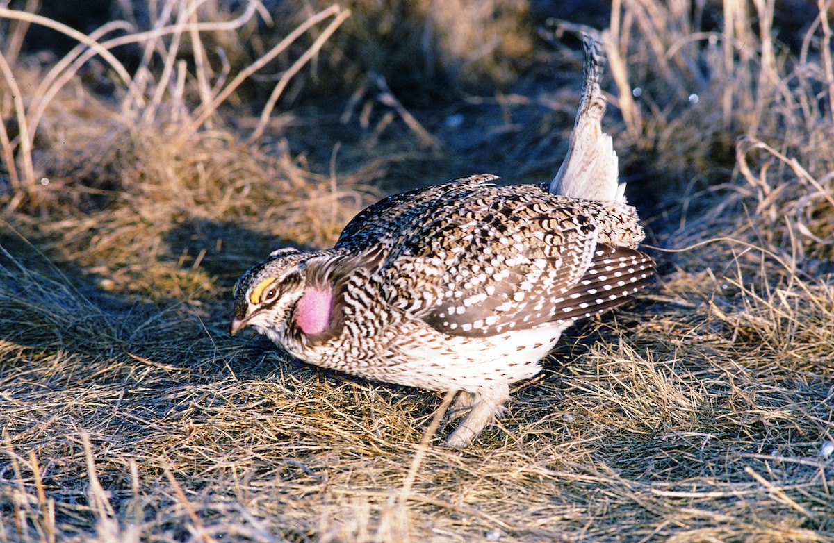 Sharp-tailed Grouse - Chris Rees