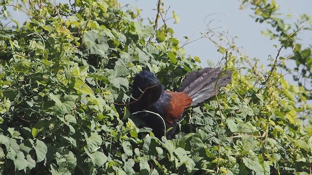 Greater Coucal - ML282365821