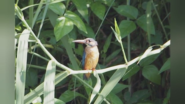Common Kingfisher - ML282366221