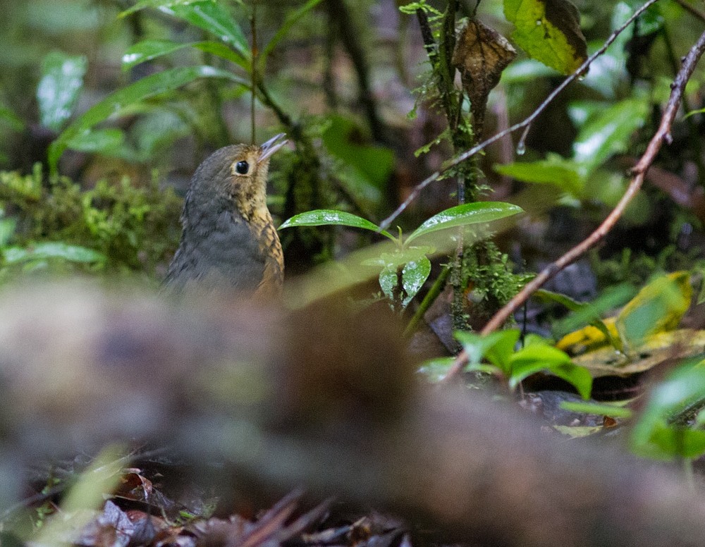 Speckle-breasted Antpitta - ML282366531