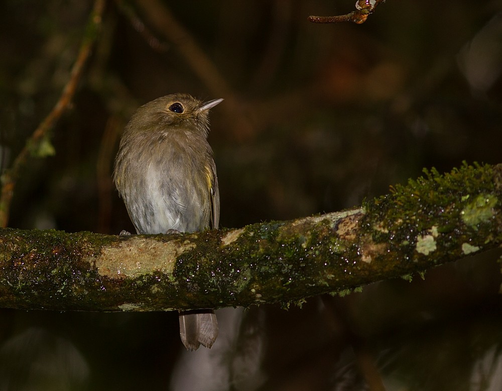 Brown-breasted Pygmy-Tyrant - ML282366671