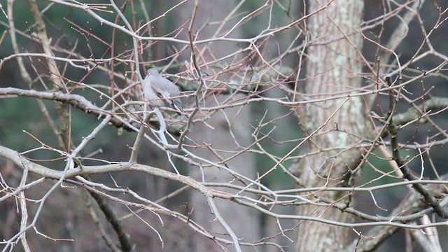 Townsend's Solitaire - ML282390291