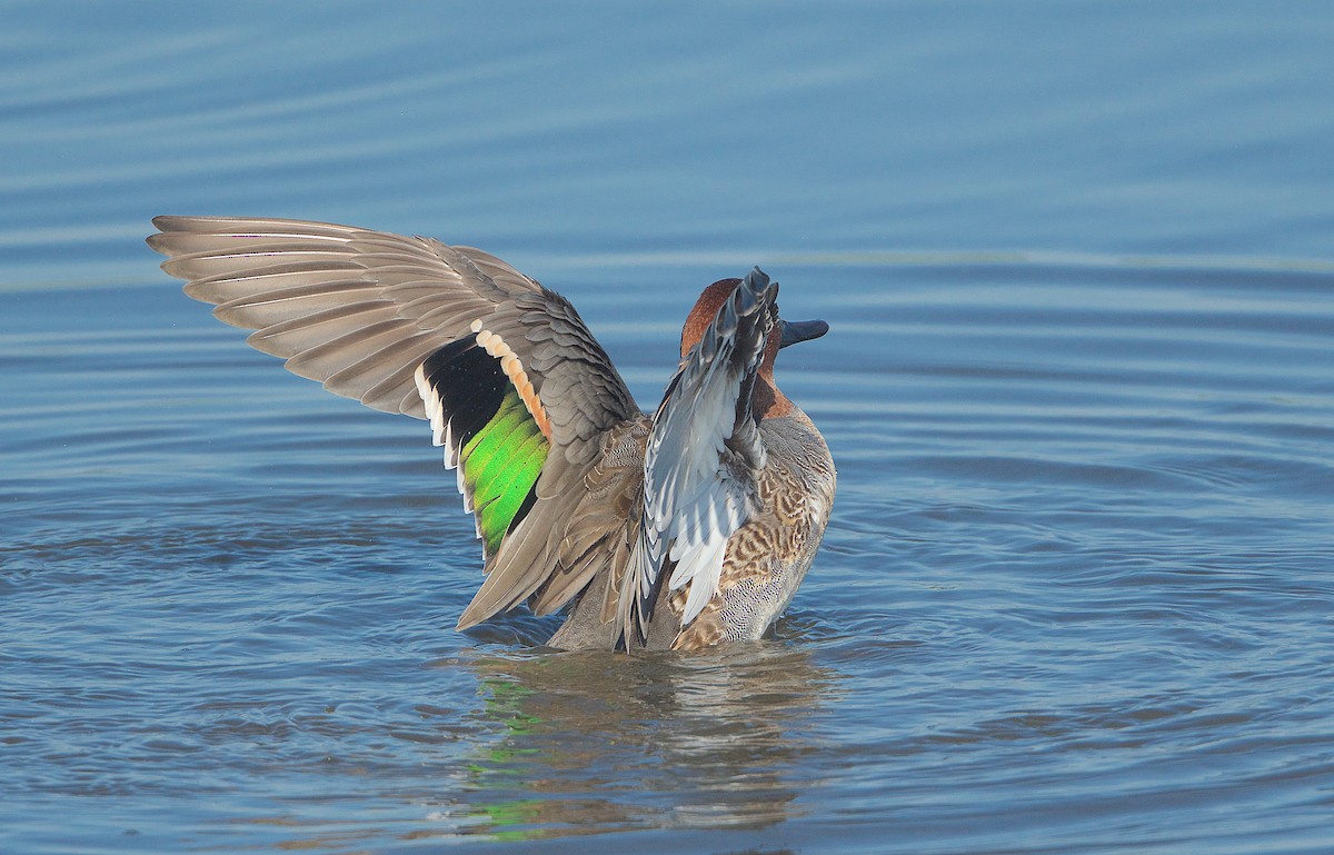 Green-winged Teal - ML282390321