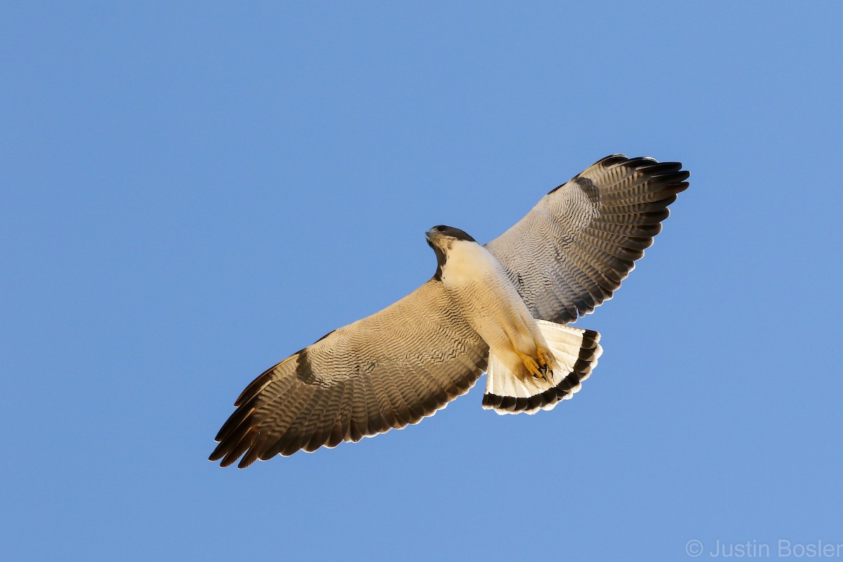 White-tailed Hawk - Justin Bosler