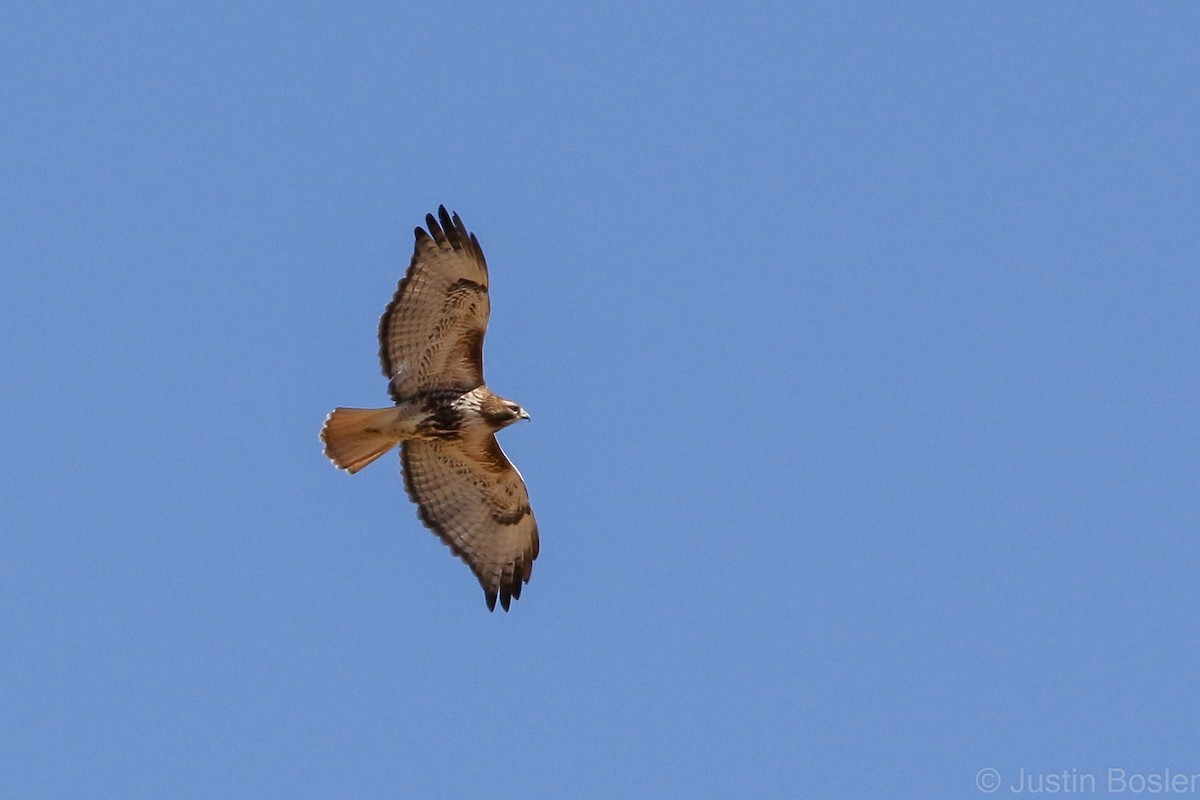 Red-tailed Hawk - ML282391431