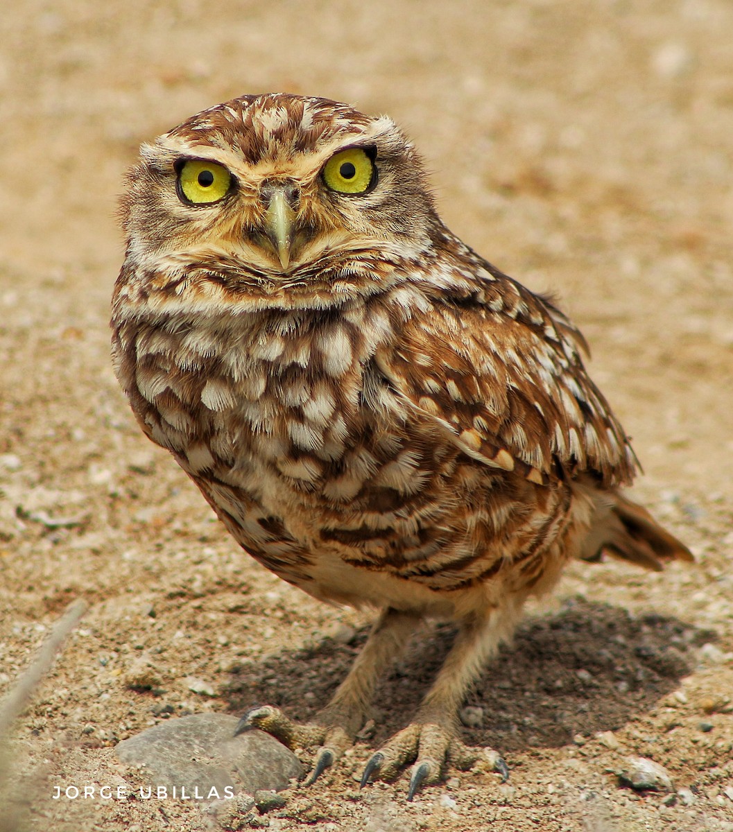 Burrowing Owl - Jorge luis Ubillas herera