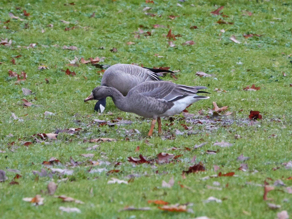 Greater White-fronted Goose - ML282392861