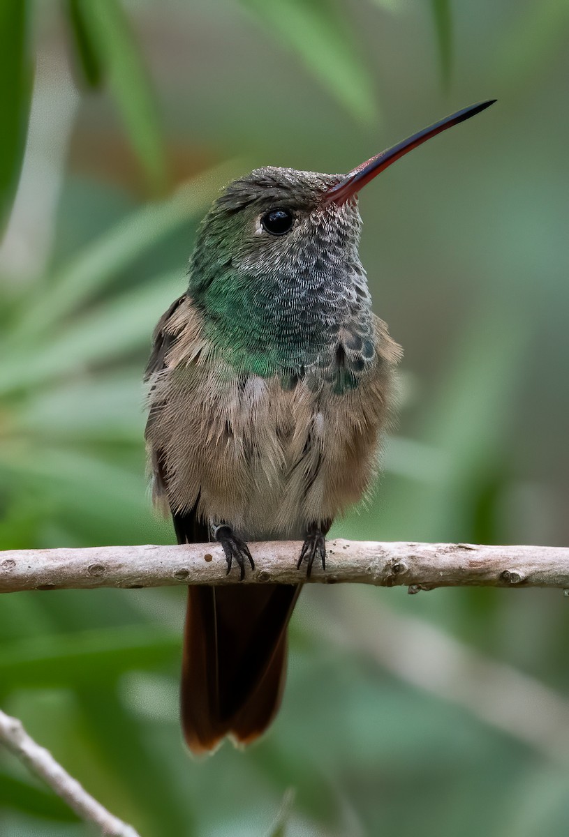 Buff-bellied Hummingbird - ML282396331