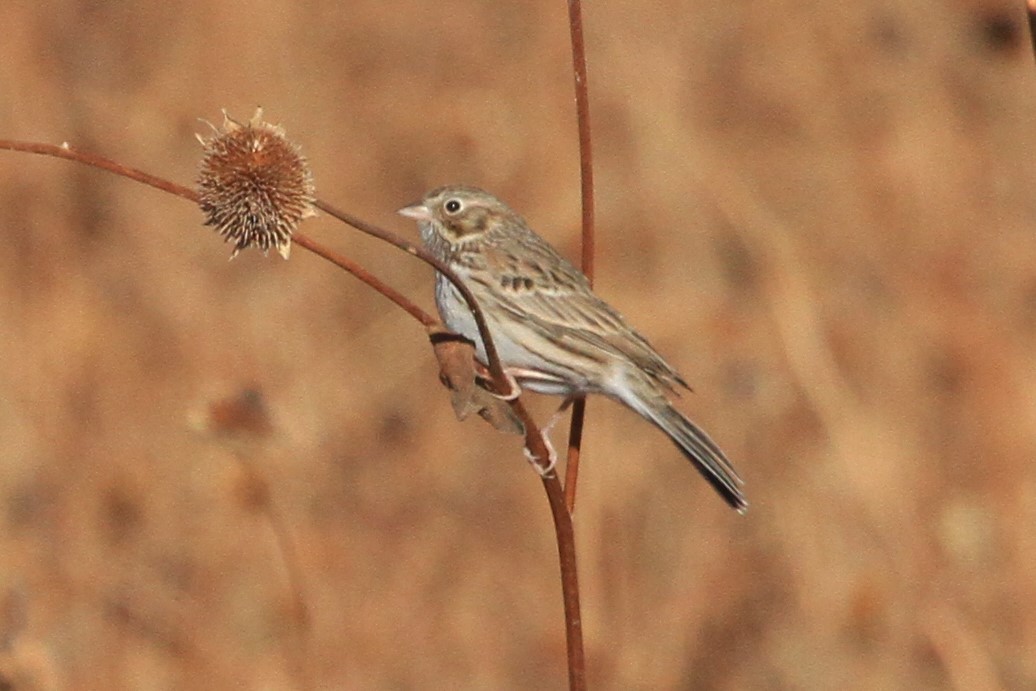 Vesper Sparrow - Kent Forward