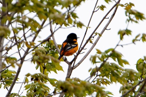 Baltimore Oriole (Icterus galbula) · iNaturalist