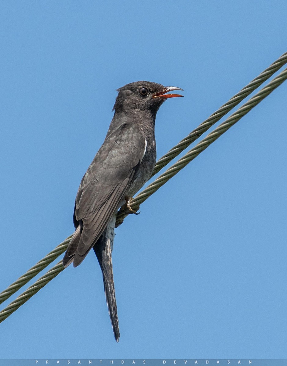 Gray-bellied Cuckoo - ML282398051