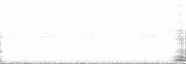 Common Gallinule (American) - ML2824